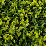 A Placa Jardim Vertical Artificial Folhagem Variegada 40x60 cm é a solução perfeita para quem deseja dar um toque verde ao ambiente sem se preocupar com a manutenção. Com um design realista e elegante, essa placa é ideal para decorar paredes, fachadas e varandas, criando um efeito visual incrível de um jardim vertical. A folhagem variegada da Placa Jardim Vertical Artificial traz um contraste suave entre as folhas verdes e brancas, que vai encantar a todos que passarem pelo ambiente. Além de sua beleza estética, ela é fácil de instalar e não precisa de manutenção.